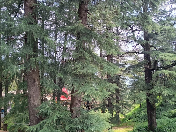 Thick Deodar Trees in Haat Kalika temple premesis